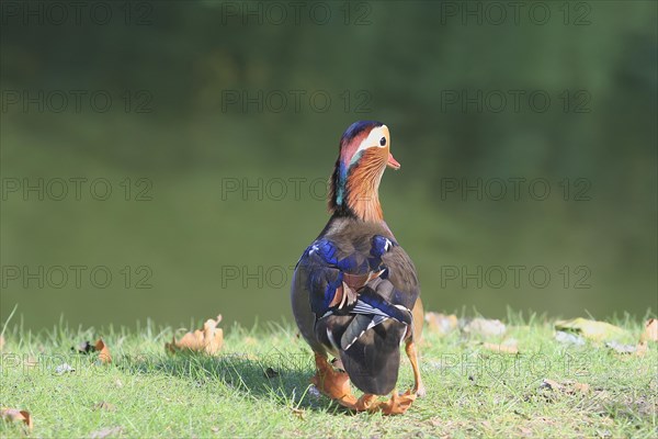 Mandarin duck (Aix galericulata), at the pond, North Rhine-Westphalia, Germany, Europe