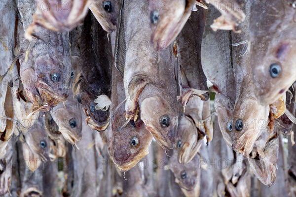 Lofoten, Norway. Solvaer, Nordland province. Stockfish, air-drying on open-air racks, Svolvaer, Nordland, Lofotoen, Norway, Europe