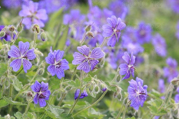 Cranesbill (Geranium), purple, North Rhine-Westphalia, Germany, Europe