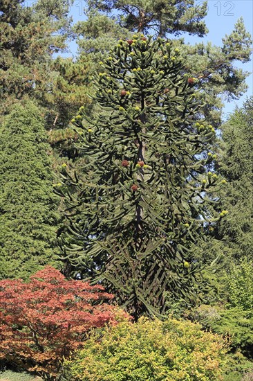 Monkey tail tree (Araucaria) North Rhine-Westphalia, Germany, Europe