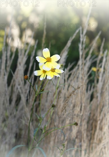 Gold-Zweizahn (Bidens), North Rhine-Westphalia, Germany, Europe