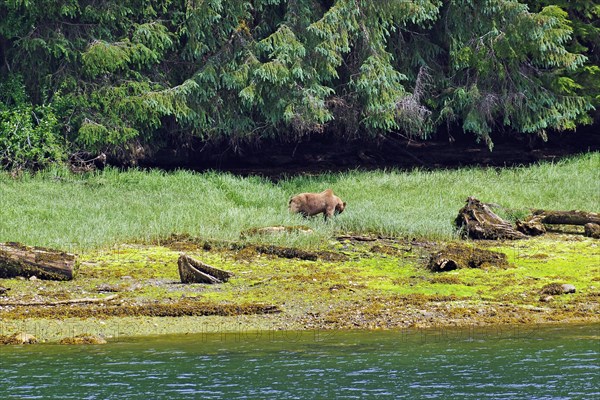 Elongated fjord with wooded shores and meadows, grizzly eating grass, Khutzeymateen Grizzly Bear, wilderness, British Columbia, Canada, North America