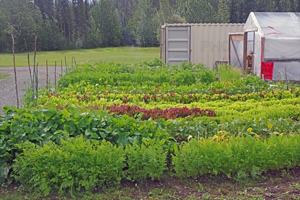 Lettuce and other vegetables in front of a greenhouse, Yukon Discvery Lodge, Alaska Highway, Yukon, Canada, North America