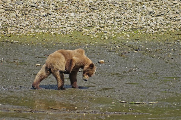 Grizzly searching for mussels at low tide, Khutzeymateen Grizzly Bear, wilderness, British Columbia, Canada, North America
