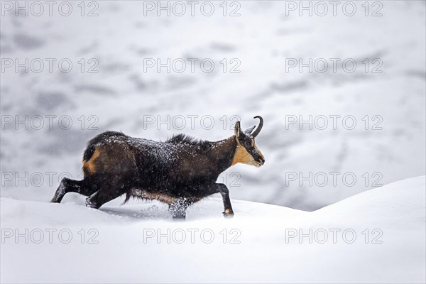 Alpine chamois (Rupicapra rupicapra) solitary male foraging on mountain slope during snow shower in winter in the European Alps