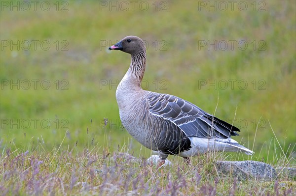 Pink-footed goose (Anser brachyrhynchus) foraging on the tundra in summer, Svalbard, Spitsbergen