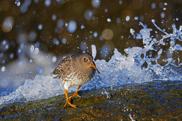 Purple sandpiper (Calidris maritima) in non-breeding plumage running away from wave crashing on rocky shore along the Baltic Sea coast in winter