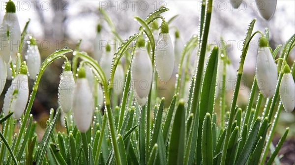 Snowdrop (Galanthus) with dewdrops, Bavaria, Germany, Europe