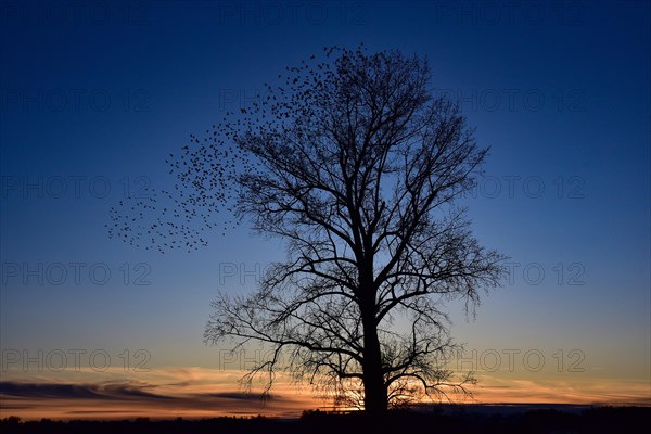 A flock of starlings (Sturnidae) resting in the branches of a tree at sunset, Bavaria, Germany, Europe