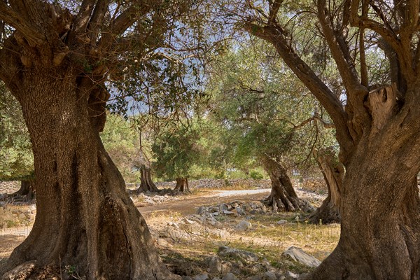 Old, gnarled olive trees in the olive grove of Lun, Vrtovi Lunjskih Maslina, Wild olive (Olea Oleaster linea), olive grove with centuries-old wild olive trees, nature reserve, Lun, island of Pag, Croatia, Europe