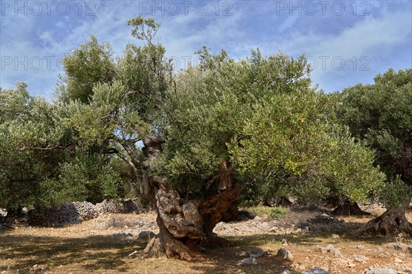 Old, gnarled olive tree in the olive grove of Lun, Vrtovi Lunjskih Maslina, wild olive (Olea Oleaster linea), olive orchard with centuries-old wild olive trees, nature reserve, Lun, island of Pag, Croatia, Europe