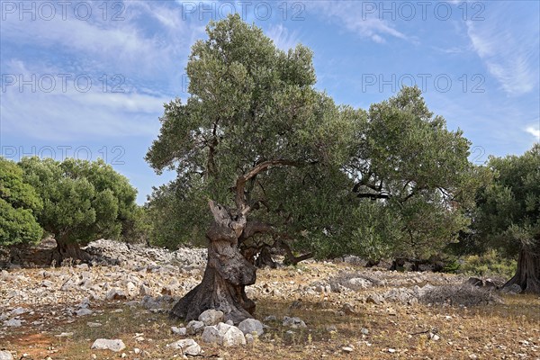 Old, gnarled olive tree in the olive grove of Lun, Vrtovi Lunjskih Maslina, wild olive (Olea Oleaster linea), olive orchard with centuries-old wild olive trees, nature reserve, Lun, island of Pag, Croatia, Europe