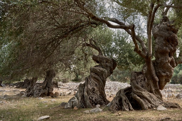 Old, gnarled olive trees in the olive grove of Lun, Vrtovi Lunjskih Maslina, Wild olive (Olea Oleaster linea), olive grove with centuries-old wild olive trees, nature reserve, Lun, island of Pag, Croatia, Europe