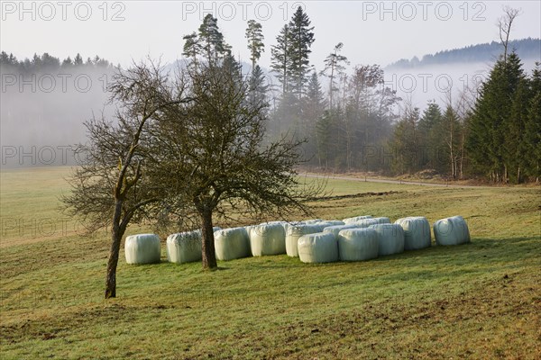 Winter trees and hay rolls in a meadow in the Black Forest near Hofstetten, Ortenaukreis, Baden-Wuerttemberg, Germany, Europe