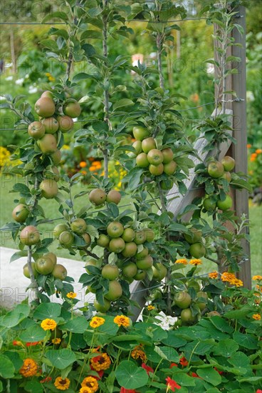 Trellis apple (Malus domestica 'Kanadarenette'), Federal Garden Show, Schwerin, 81