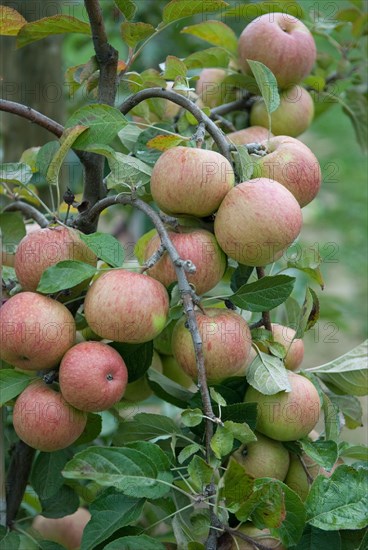 Apple (Malus domestica 'Kasseler Renette'), Bundessorteamt, testing centre Wurzen, Wurzen, 81