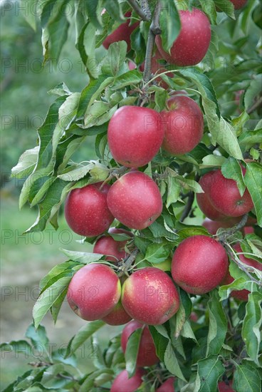 Winter apple (Malus domestica 'Pivita'), Bundessorteamt, Wurzen testing centre, Wurzen, 81