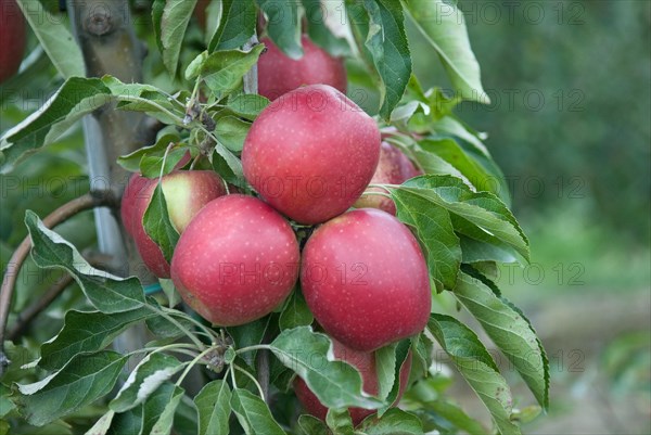 Winter apple (Malus domestica 'Pivita'), Bundessorteamt, Wurzen testing centre, Wurzen, 81