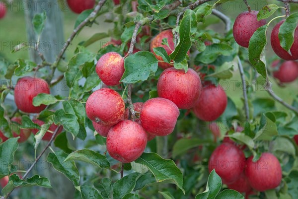 Apple (Malus domestica 'Releika'), Bundessorteamt, testing centre Wurzen, Wurzen, 81