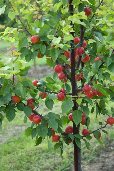 Apricots (Prunus armeniaca 'Big Red'), BS Schreiber, Poysdorf, 14