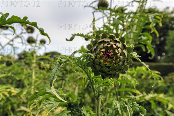 Artichoke (Cynara cardunculus), vegetable plant, vegetable garden in Down House Garden, Downe, Kent, England, Great Britain