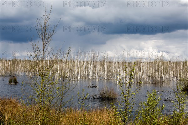 The Dead Moor, Steinhuder Meeres, Lower Saxony, Germany, Europe