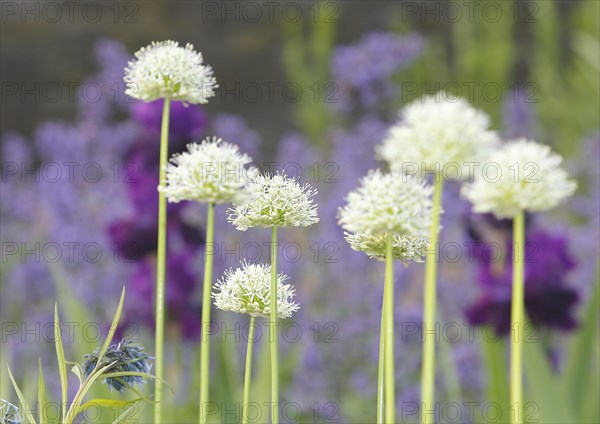 White ornamental leek (Allium), inflorescence, North Rhine-Westphalia, Germany, Europe