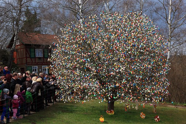 Many colourful Easter eggs on a tree, Easter custom, The Saalfeld Easter egg tree, an apple tree of the Kraft and Rumrich families in Saalfeld, Thuringia, which became famous for its Easter decorations. Until 2015, it stood in the Kraft family's garden on the southern outskirts of the town, Saalfeld, Thuringia, Germany (date of photograph unknown)