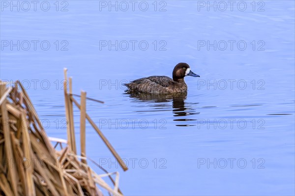 Eurasian greater scaup (Aythya marila marila) adult female swimming in lake in late winter