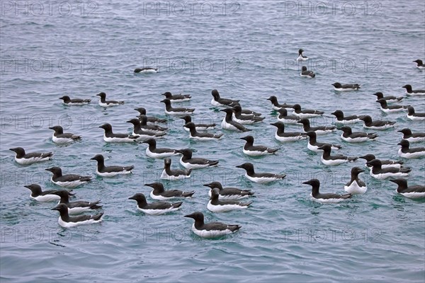 Flock of thick-billed murres, Bruennich's guillemots (Uria lomvia) swimming in the Arctic sea in summer, Hinlopen Strait, Svalbard, Spitsbergen