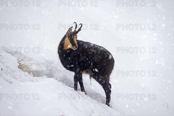 Alpine chamois (Rupicapra rupicapra) solitary male foraging on mountain slope during snow shower in winter in the European Alps