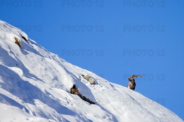 Alpine ibex (Capra ibex) male with large horns on mountain crest in deep snow on a day with clear blue sky in winter in the European Alps