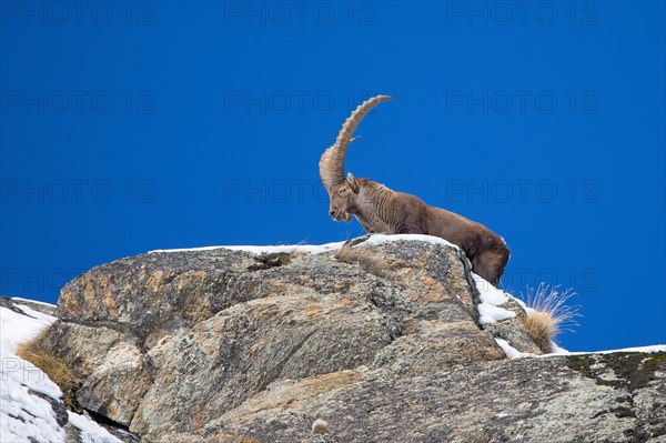 Alpine ibex (Capra ibex) male with large horns on rocky mountain ridge on a day with clear blue sky in winter in the European Alps