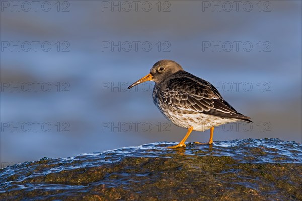 Purple sandpiper (Calidris maritima) in non-breeding plumage on rocky shore along the Baltic Sea coast in winter