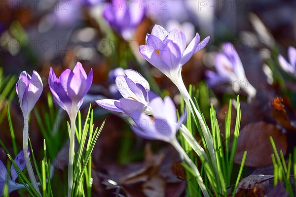 Purple crocuses (Crocus) in bloom in a park in Bavaria, Germany, Europe