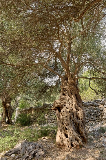 Old, gnarled olive tree in front of a limestone wall, in the olive grove of Lun, Vrtovi Lunjskih Maslina, wild olive (Olea Oleaster linea), olive garden with centuries-old wild olive trees, nature reserve, Lun, island of Pag, Croatia, Europe