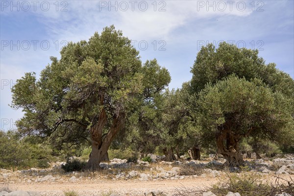 Old, gnarled olive trees in the olive grove of Lun, Vrtovi Lunjskih Maslina, Wild olive (Olea Oleaster linea), olive grove with centuries-old wild olive trees, nature reserve, Lun, island of Pag, Croatia, Europe