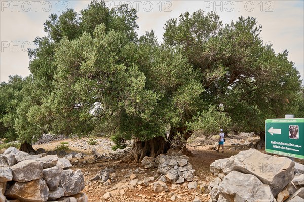 The oldest olive tree in the Lun olive grove, estimated to be between 1, 600 and 2, 000 years old, Vrtovi Lunjskih Maslina, wild olive (Olea Oleaster linea), olive grove with centuries-old wild olive trees, nature reserve, Lun, island of Pag, Croatia, Europe