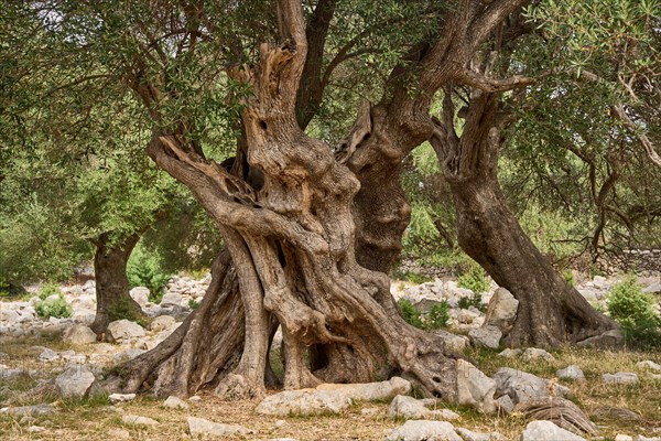 Old, gnarled olive tree in the olive grove of Lun, Vrtovi Lunjskih Maslina, wild olive (Olea Oleaster linea), olive orchard with centuries-old wild olive trees, nature reserve, Lun, island of Pag, Croatia, Europe