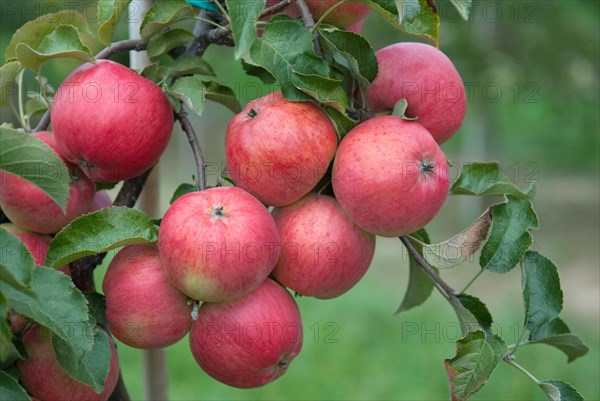 Apple (Malus domestica 'Regia'), Bundessorteamt, testing centre Wurzen, Wurzen, 81