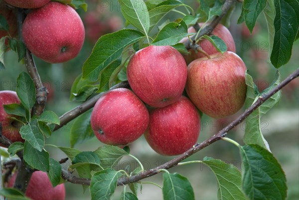 Apple (Malus domestica EVELINA), Bundessorteamt, testing centre Wurzen, Wurzen, 81