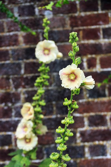 Yellow flowering hollyhocks (Alcea rosea) on a house facade, Down House Garden, Downe, Kent, England, Great Britain