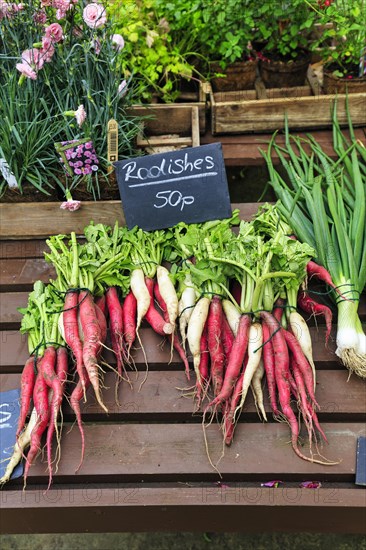 Red and white radish for sale, Down House Garden, Downe, Kent, England, United Kingdom, Europe