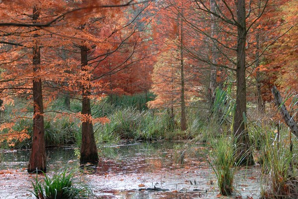 Taxodium distichum