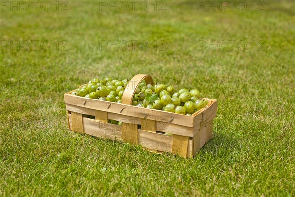 A basket of gooseberries, Hanover, Lower Saxony