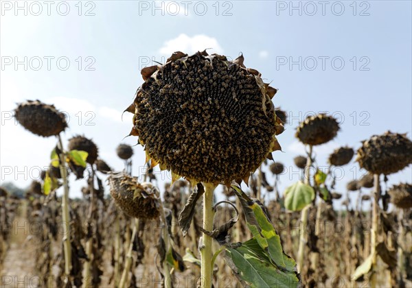 Dried sunflowers in a field in Schoenwald in Brandenburg, 16/08/2018