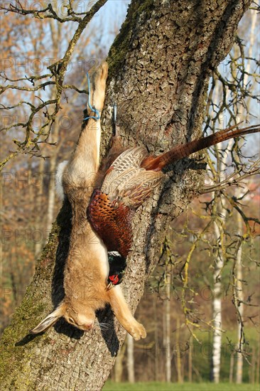 Hunting, hare (Lepus europaeus) and pheasant (Phasianus colchicus) still life, Lower Austria, Austria, Europe