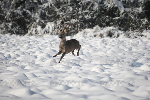 European roe deer (Capreolus capreolus) buck in winter coat and six-point antlers jumping over a snow-covered fallow field, Lower Austria, Austria, Europe