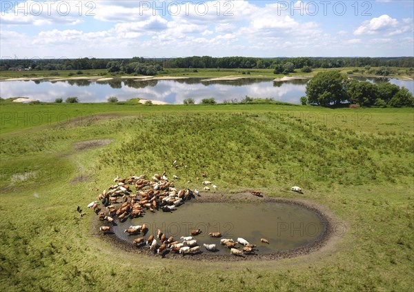 Cows drinking at a watering hole on the banks of the Elbe, Wittenberge, 19/06/2017