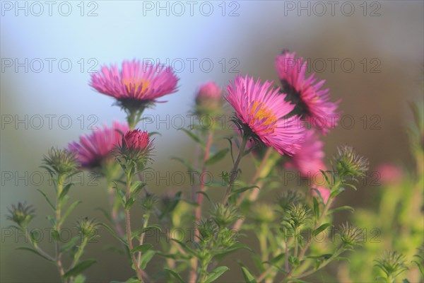 Asters (Aster), North Rhine-Westphalia, Germany, Europe